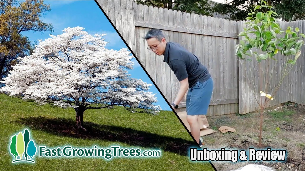 White Dogwood Tree from FastGrowingTrees.com | Order, Plant, Review